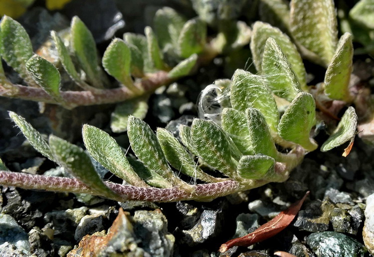 Odontarrhena bertolonii (=Alyssum bertolonii) / Alisso di Bertoloni